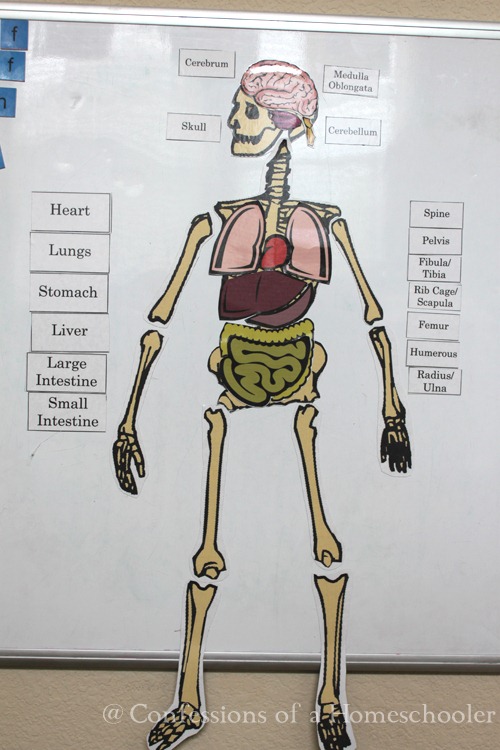Life Size Human Anatomy Activity - Confessions of a Homeschooler