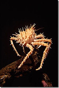 Spiny_king_crab