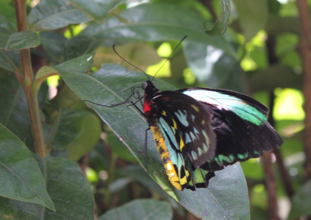 Butterfly Pavilion Field Trip