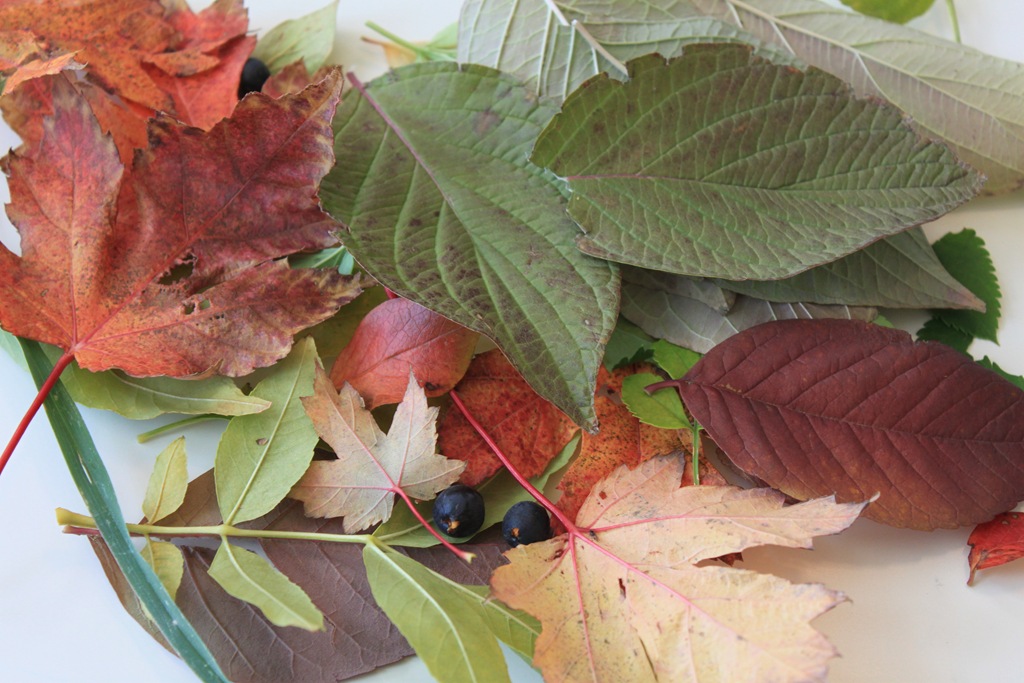 Summer Boredom Busters: Leaf Collection