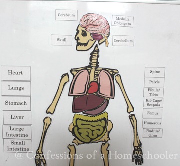 Life Size Human Anatomy Activity