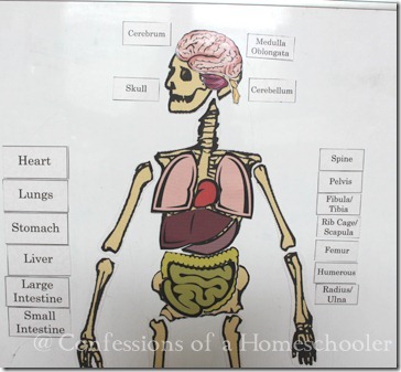 Life Size Human Anatomy Activity Confessions Of A Homeschooler