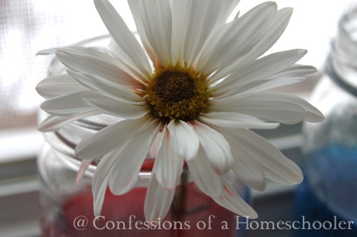 Science Experiment & Colored Flowers