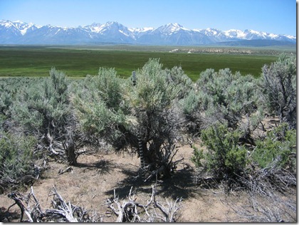 sagebrush