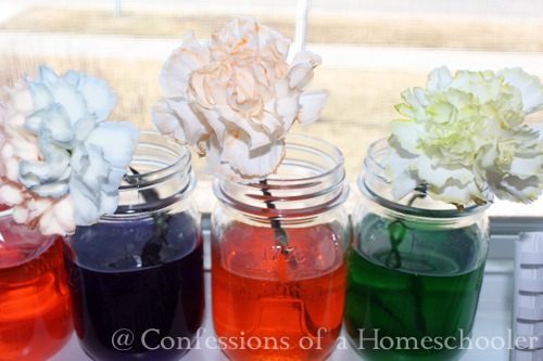 Flower Dyeing Science Experiment