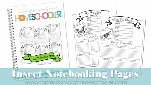 Insects Notebooking Pages Bundle