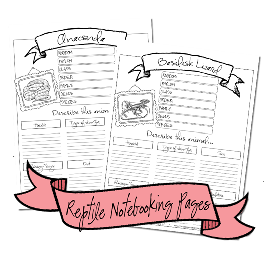 reptile_notebooking2 reptile_notebooking2