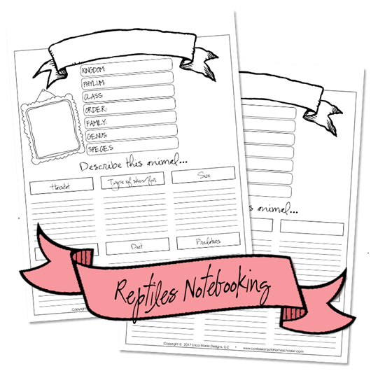 reptile_notebooking4 reptile_notebooking4